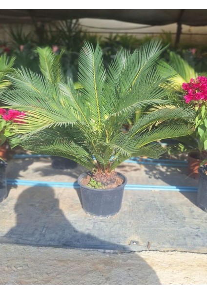 Dolgon Fomlu Cycas Peyzaj Çiçeği 60-80 cm 1 Adet Saksılı Sikas
