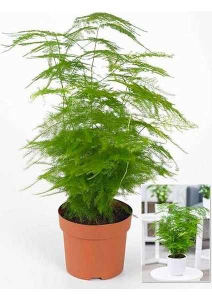 Hediyelik Dekoratif Canlı Salon Çiçeği 1 Adet 15-30 cm (Asparagus Setaceus)