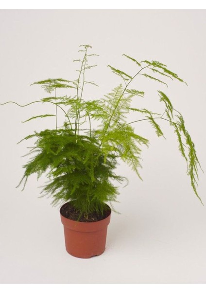 Hediyelik Dekoratif Canlı Salon Çiçeği 1 Adet 15-30 cm (Asparagus Setaceus) fiyatları