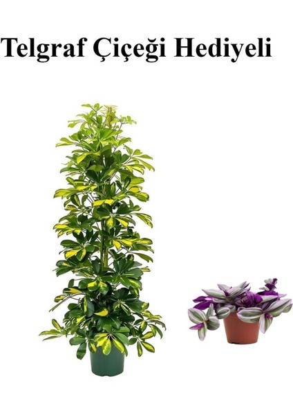 Hediyelik Sarı Alacalı Şeflera Bitkisi Kadınlar Gününe Özel Telgraf Hediyeli