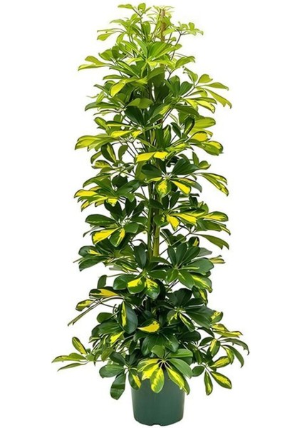 Hediyelik Sarı Alacalı Şeflera Bitkisi Kadınlar Gününe Özel Telgraf Hediyeli fiyatları