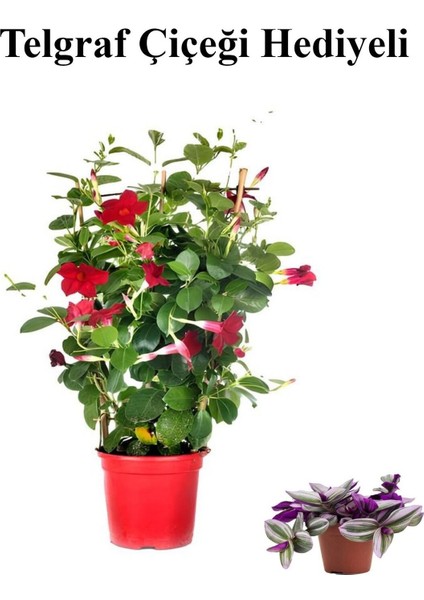 Kokulu Kırmızı Mandevilla Sarmaşığı Kadınlar Gününe Özel Telgraf Hediyeli