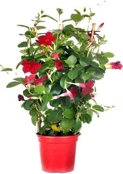 Kokulu Kırmızı Mandevilla Sarmaşığı Kadınlar Gününe Özel Telgraf Hediyeli fiyatları