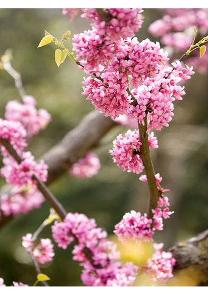 Pembe Erguvan Ağacı Fidanı 1 Adet Saksılı/Tüplü 50-70 cm( Pink Cercis)