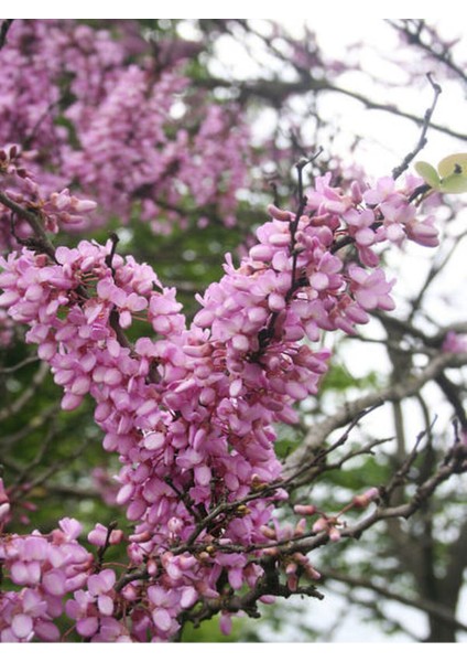 Pembe Erguvan Ağacı Fidanı 1 Adet Saksılı/Tüplü 50-70 cm( Pink Cercis) modelleri