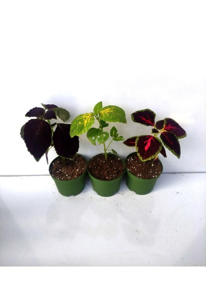 Rengarenk Yaprak Güzeli Seti 3 Adet Saksılı (10-15 cm) Salon Balkon Çiçeği