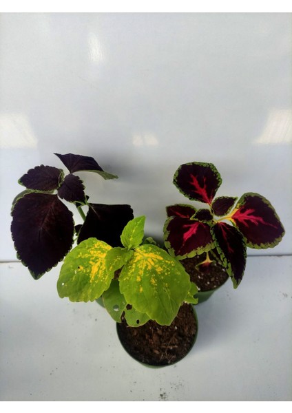 Rengarenk Yaprak Güzeli Seti 3 Adet Saksılı (10-15 cm) Salon Balkon Çiçeği