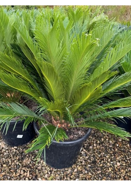 Japon Sago Palm Sikas Palmiyesicycas Revoluta 1 Adet 60-80 cm