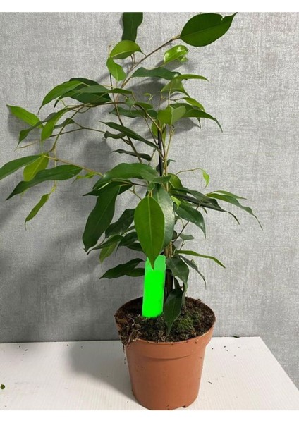 Yeşil Benjamin Bitkisi Ofis Salon Çiçeği Hediyelik 40-60 cm