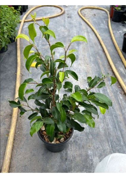 Yeşil Benjamin Bitkisi Ofis Salon Çiçeği Hediyelik 40-60 cm fiyatları