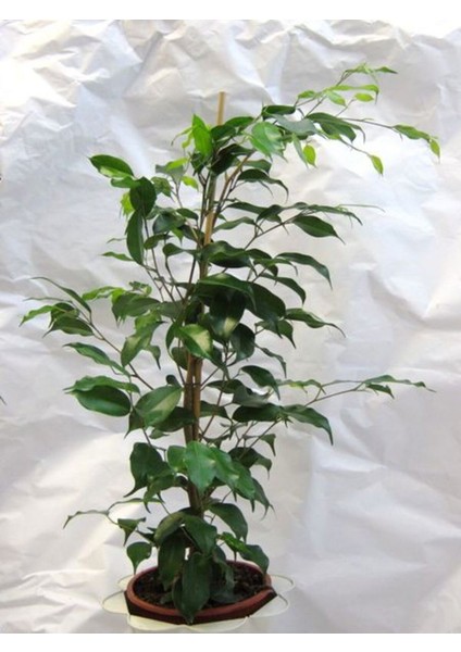 Yeşil Benjamin Bitkisi Ofis Salon Çiçeği Hediyelik 40-60 cm fırsatları