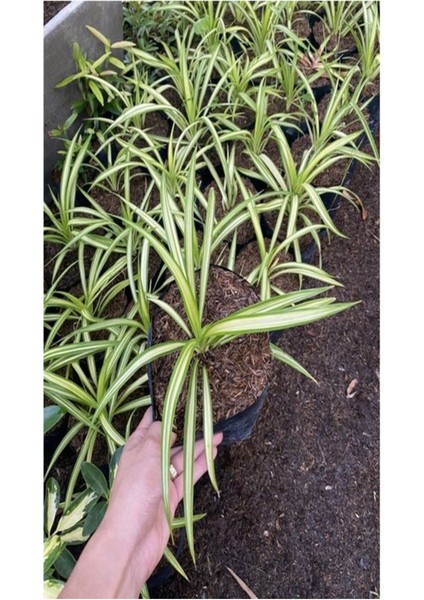 Kurdele Çiçeği 1 Adet 8,5 Saksılı Salon Çiçeği 20-30 cm fiyatları