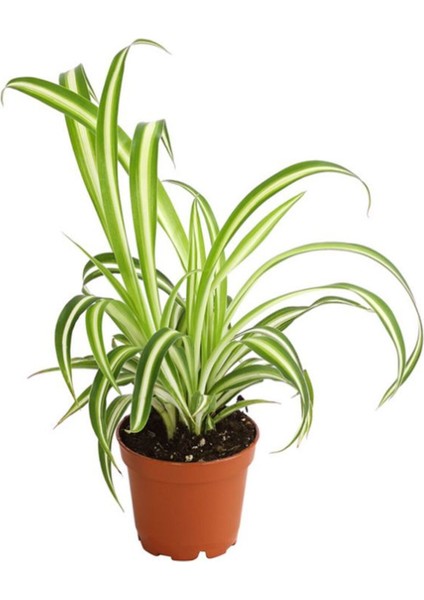 Kurdele Çiçeği 1 Adet 8,5 Saksılı Salon Çiçeği 20-30 cm modelleri