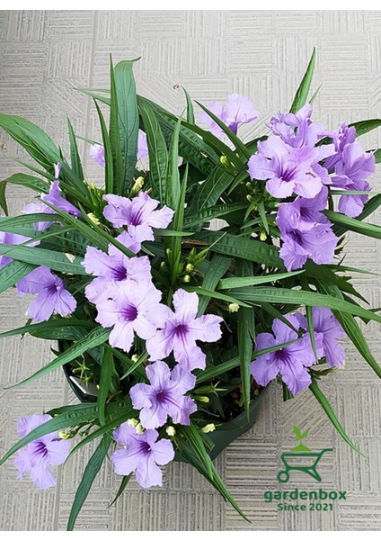 Ruellia Meksika Petunyası 1 Adet Saksılı 30-50 cm Dış Mekan Çit Bitkisi
