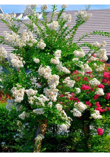 Videolu Beyaz Çiçekli Oya Ağacı Fidanı (60 80 cm)1 Adet Saksılı Dış Mekan Ağacı Lagerstroemia Indica