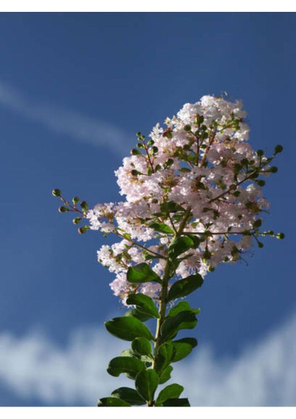 Videolu Beyaz Çiçekli Oya Ağacı Fidanı (60 80 cm)1 Adet Saksılı Dış Mekan Ağacı Lagerstroemia Indica