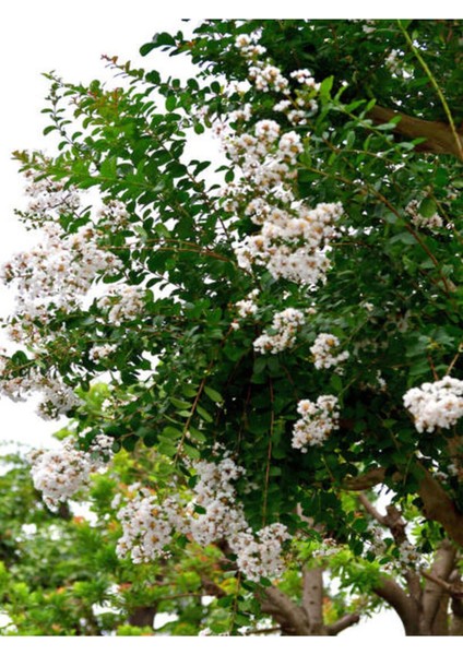 Videolu Beyaz Çiçekli Oya Ağacı Fidanı (60 80 cm)1 Adet Saksılı Dış Mekan Ağacı Lagerstroemia Indica