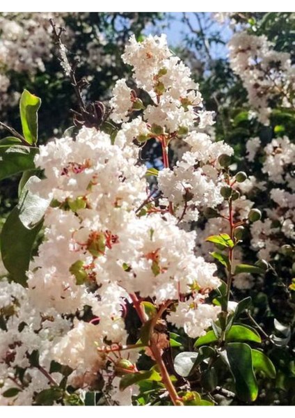 Videolu Beyaz Çiçekli Oya Ağacı Fidanı (60 80 cm)1 Adet Saksılı Dış Mekan Ağacı Lagerstroemia Indica