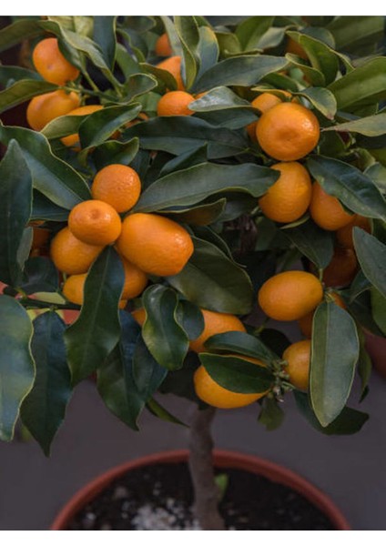 Videolu Bodur Kamkat Meyveli (40 60 cm) 1 Adet Tüplü Ev Balkon İç Mekan Bitkisi Fortunella