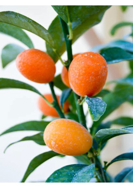 Videolu Bodur Kamkat Meyveli (40 60 cm) 1 Adet Tüplü Ev Balkon İç Mekan Bitkisi Fortunella fiyatları