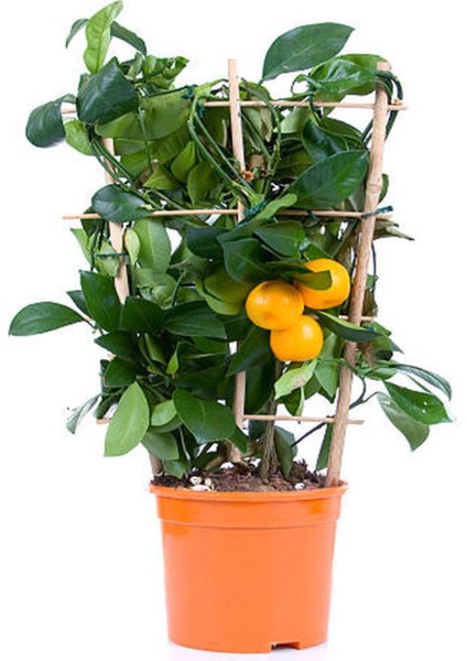 Videolu Bodur Kamkat Meyveli (40 60 cm) 1 Adet Tüplü Ev Balkon İç Mekan Bitkisi Fortunella modelleri