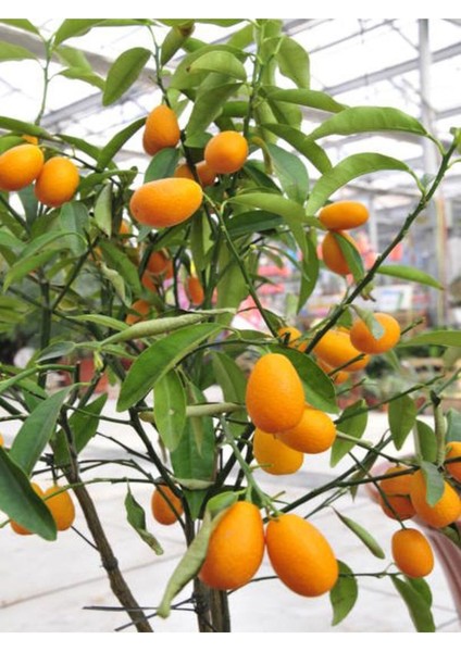 Videolu Bodur Kamkat Meyveli (40 60 cm) 1 Adet Tüplü Ev Balkon İç Mekan Bitkisi Fortunella fırsatları