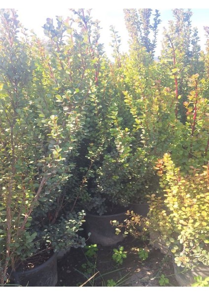 Şimşir Fidanı 1 Adet Saksılı 30-40 cm Bahçe Dekorasyon Çit Bitkisi(Buxus) modelleri