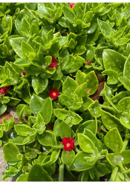 Pembe Çiçekli Buz Çiçeği 3 Adet Saksılı 15-20 cm Delosperma