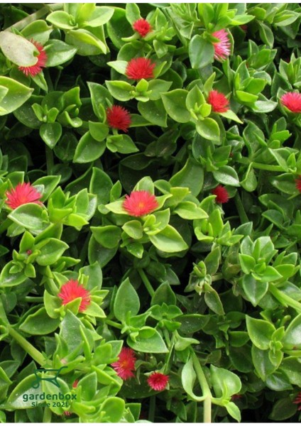 Pembe Çiçekli Buz Çiçeği 3 Adet Saksılı 15-20 cm Delosperma