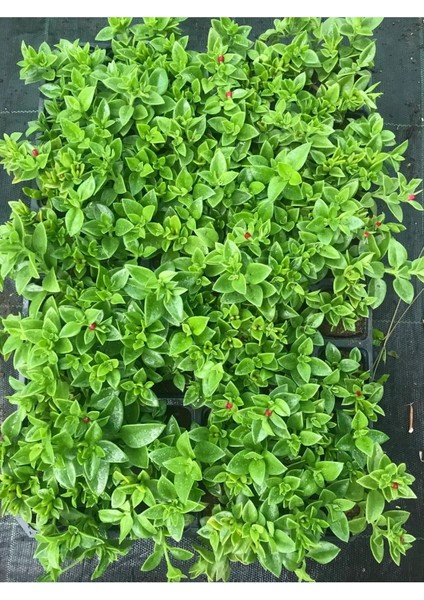Pembe Çiçekli Buz Çiçeği 3 Adet Saksılı 15-20 cm Delosperma