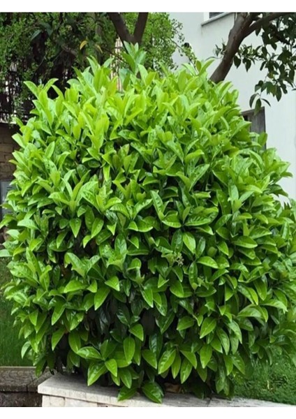 Videolu Kartopu Çit Bitkisi (30 60 cm)5 Adet Saksılı Dış Mekan Süs Bitkisi Viburnum Lucidum