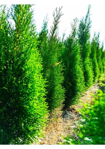 Videolu Limon Selvi (30 - 40 cm)10 Adet Tüplü Dış Mekan Bitkisi Cupressus Macrocarpa Goldcrest