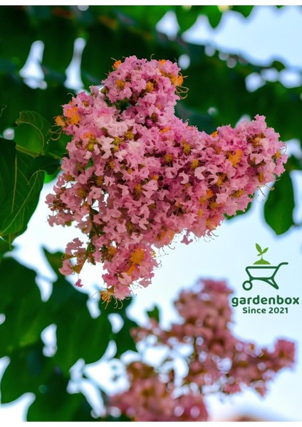 Pembe Oya Ağacı Çiçeği Fidanı Saksılı 1 Adet 30-60 cm Bahçe Peyzaj Bitkisi