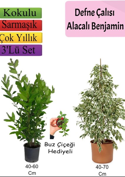 Beyaz Alacalı Benjamin Bitkisi+ Defne Çalısı+ Itır Çiçeği Hediyeli