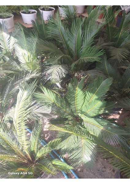 Cycas Revoluta Sikas Palmiyesi 60-80 cm İç&dış Mekan Mekan Peyzaj Bitkisi fiyatları