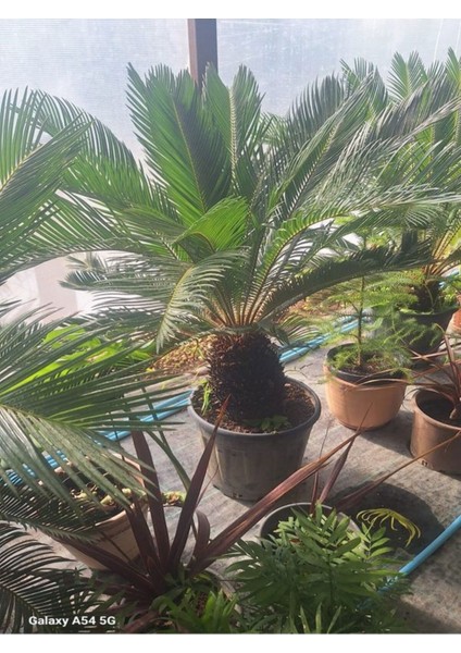 Cycas Revoluta Sikas Palmiyesi 60-80 cm İç&dış Mekan Mekan Peyzaj Bitkisi modelleri