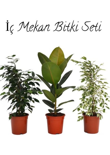 Salon Çiçek Seti Yeşil Benjamin (40-60 cm)-KAUÇUK (50-60 cm)-ALACALI Benjamin Çiçeği (40-50 cm)