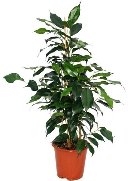 Salon Çiçek Seti Yeşil Benjamin (40-60 cm)-KAUÇUK (50-60 cm)-ALACALI Benjamin Çiçeği (40-50 cm) fiyatları