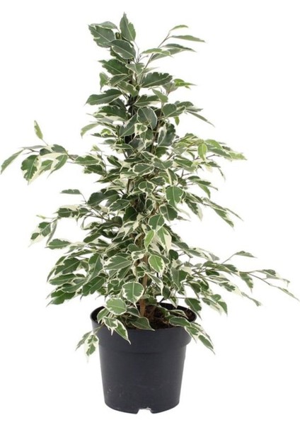 Salon Çiçek Seti Yeşil Benjamin (40-60 cm)-KAUÇUK (50-60 cm)-ALACALI Benjamin Çiçeği (40-50 cm) fırsatları
