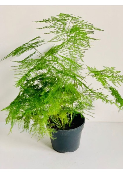 Tül Çiçeği Asparagus Setaceus 1 Adet Saksılı 10-30 cm Salon Çiçeği modelleri
