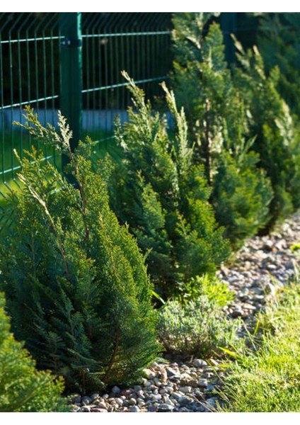 Videolu Leylandi Fidanı Kokulu (10 25 cm)20 Adet Tüplü Dış Mekan Ağaç Cupressus Leylandii