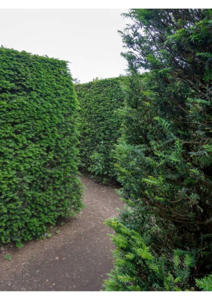 Videolu Leylandi Fidanı Kokulu (10 25 cm)20 Adet Tüplü Dış Mekan Ağaç Cupressus Leylandii