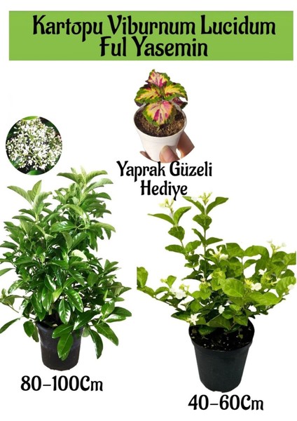 Kartopu Viburnum 1 Adet+Kokulu Ful Yasemin 1 Adet+Yaprak Güzeli Hediye Bahçe Bitkisi