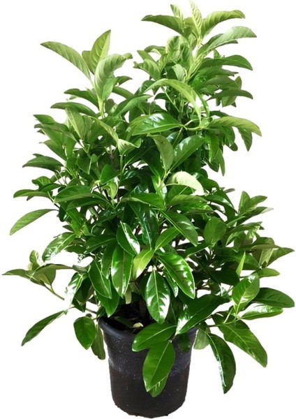 Kartopu Viburnum 1 Adet+Kokulu Ful Yasemin 1 Adet+Yaprak Güzeli Hediye Bahçe Bitkisi