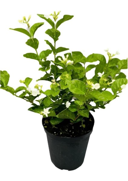 Kartopu Viburnum 1 Adet+Kokulu Ful Yasemin 1 Adet+Yaprak Güzeli Hediye Bahçe Bitkisi