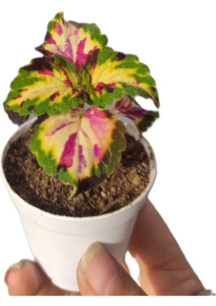 Kartopu Viburnum 1 Adet+Kokulu Ful Yasemin 1 Adet+Yaprak Güzeli Hediye Bahçe Bitkisi