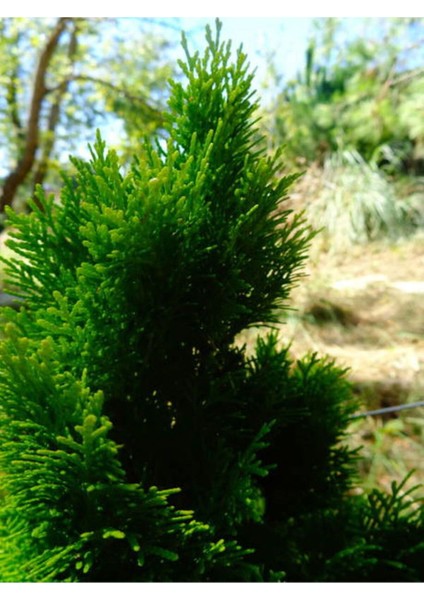 Videolu Yeşil Yapraklı Leylandi Fidanı (10 25 cm)40 Adet Tüplü Dış Mekan Ağaç Cupressus Leylandii