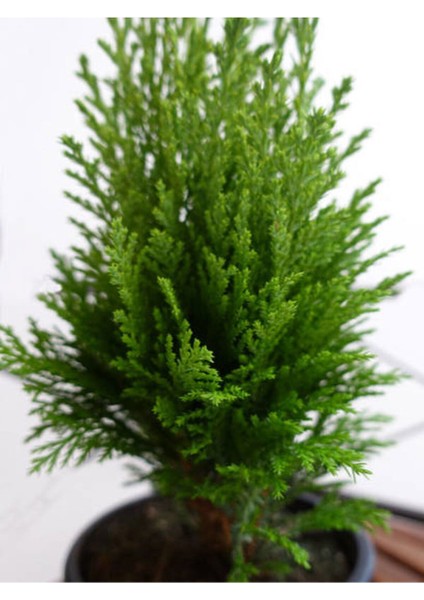 Videolu Yeşil Yapraklı Leylandi Fidanı (10 25 cm)40 Adet Tüplü Dış Mekan Ağaç Cupressus Leylandii