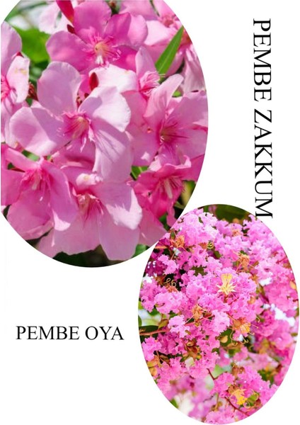 Pembe Zakkum Fidanı 1 Adet Saksılı 30-60 cm-PEMBE Oya Ağacı 1 Adet 30-60 cm