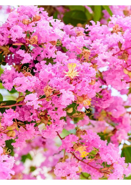 Pembe Zakkum Fidanı 1 Adet Saksılı 30-60 cm-PEMBE Oya Ağacı 1 Adet 30-60 cm